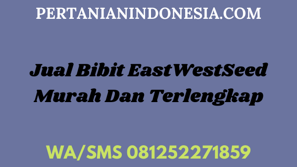 EastWestSeed: Bisnis Benih Unggulan! Usaha Petani Indonesia